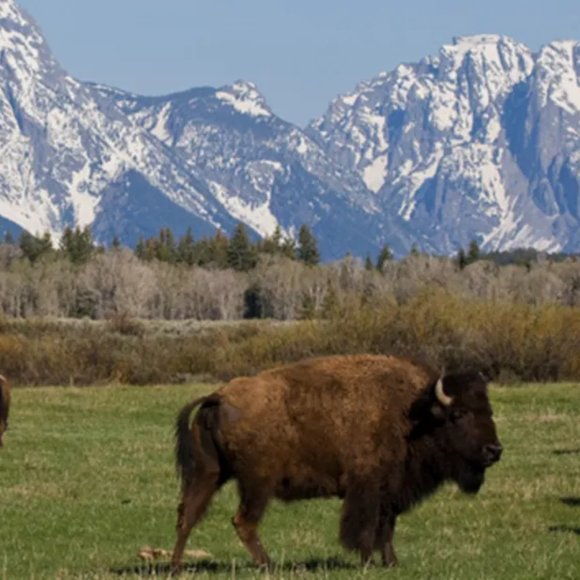 Meet your Posher, Jack - Picture 2 of 4